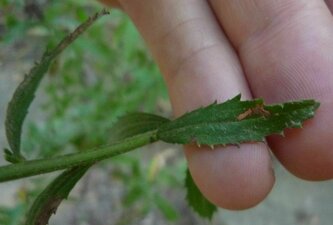 Baccharis plummerae Leaf